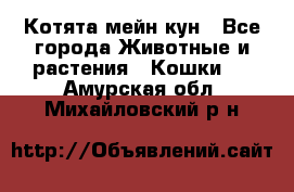 Котята мейн кун - Все города Животные и растения » Кошки   . Амурская обл.,Михайловский р-н